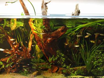 bily_jednorozec_lazebna_15